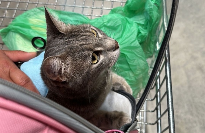 Kira, la gattina viaggiatrice che adora fare la spesa