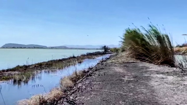 Conta dei danni a Molentargius il giorno dopo l’incendio disastroso: strage di rettili, salvi i piccoli fenicotteri