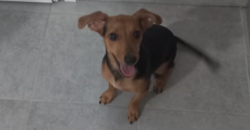 Radio Zampetta Sarda: Ariel soffre di solitudine e cerca una nuova adozione