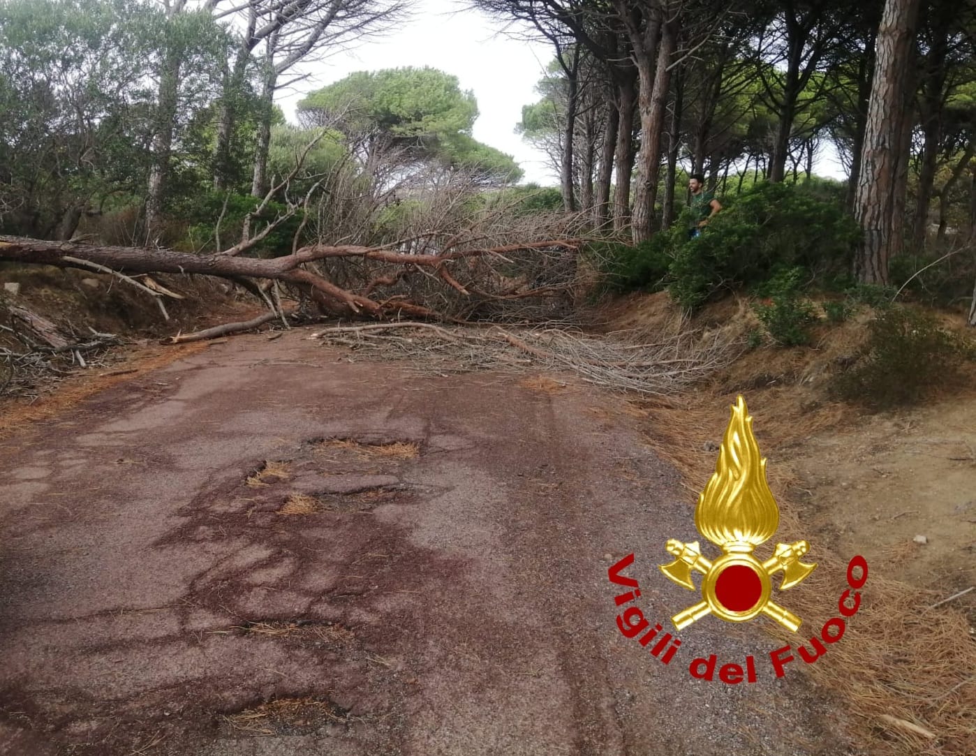 Il maltempo devasta la Sardegna: alberi caduti, temporali e vento non danno tregua