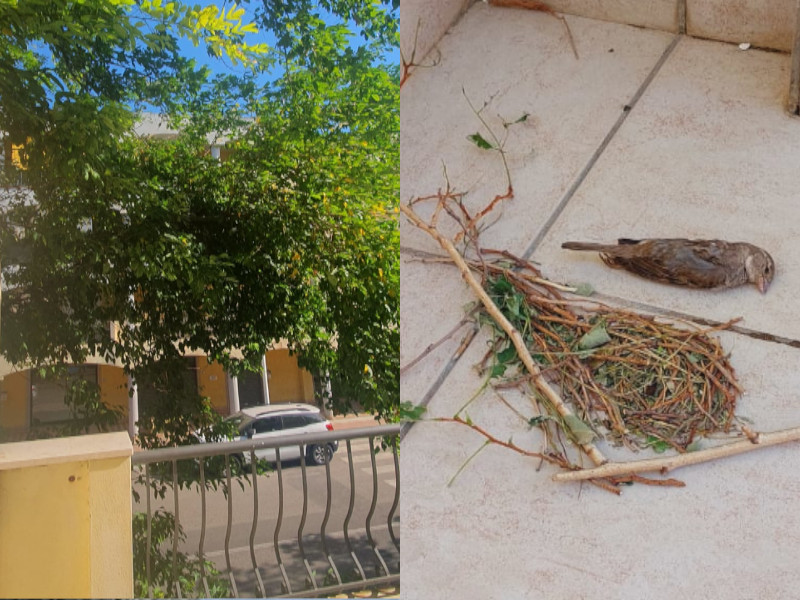 I rami di un albero le entrano quasi dentro casa: “Foglie e uccelli morti nella mia abitazione di Quartu”