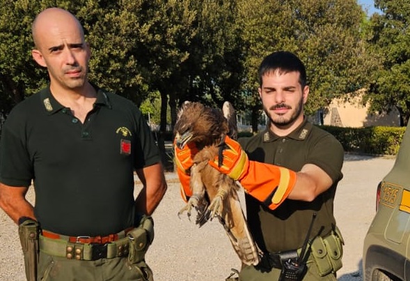 Non riusciva più a volare e si era rifugiata sotto un albero: aquila del Bonelli salvata in Sardegna