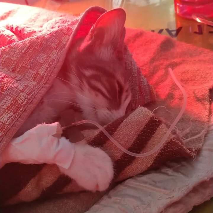 Sos a Radio Zampetta Sarda, cercasi donatore di sangue per Venere