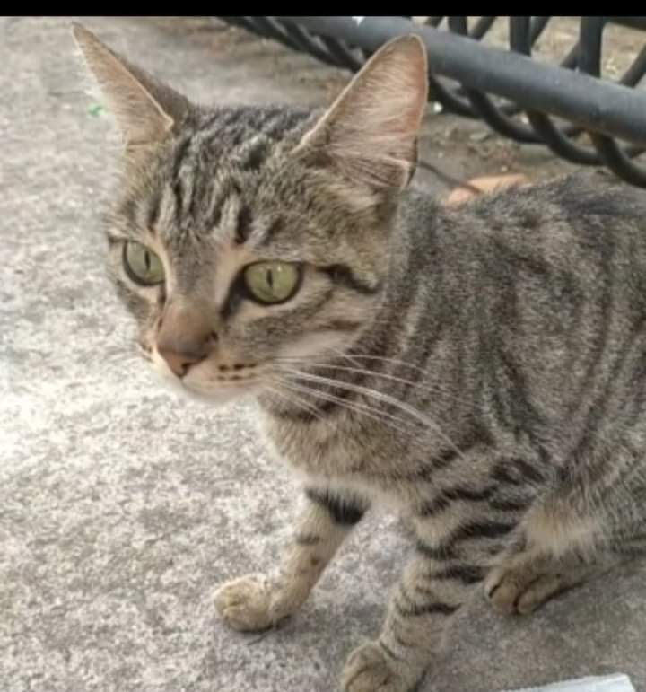 Sos a Radio Zampetta Sarda, Margherita cerca casa