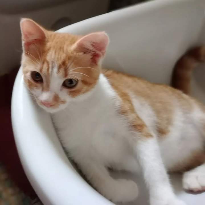 Radio Zampetta Sarda: adozione del cuore per Artù