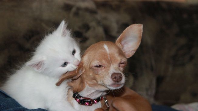 Capoterra, ecco i fondi per la sterilizzazione di cani e gatti per controllare le nascite degli animali