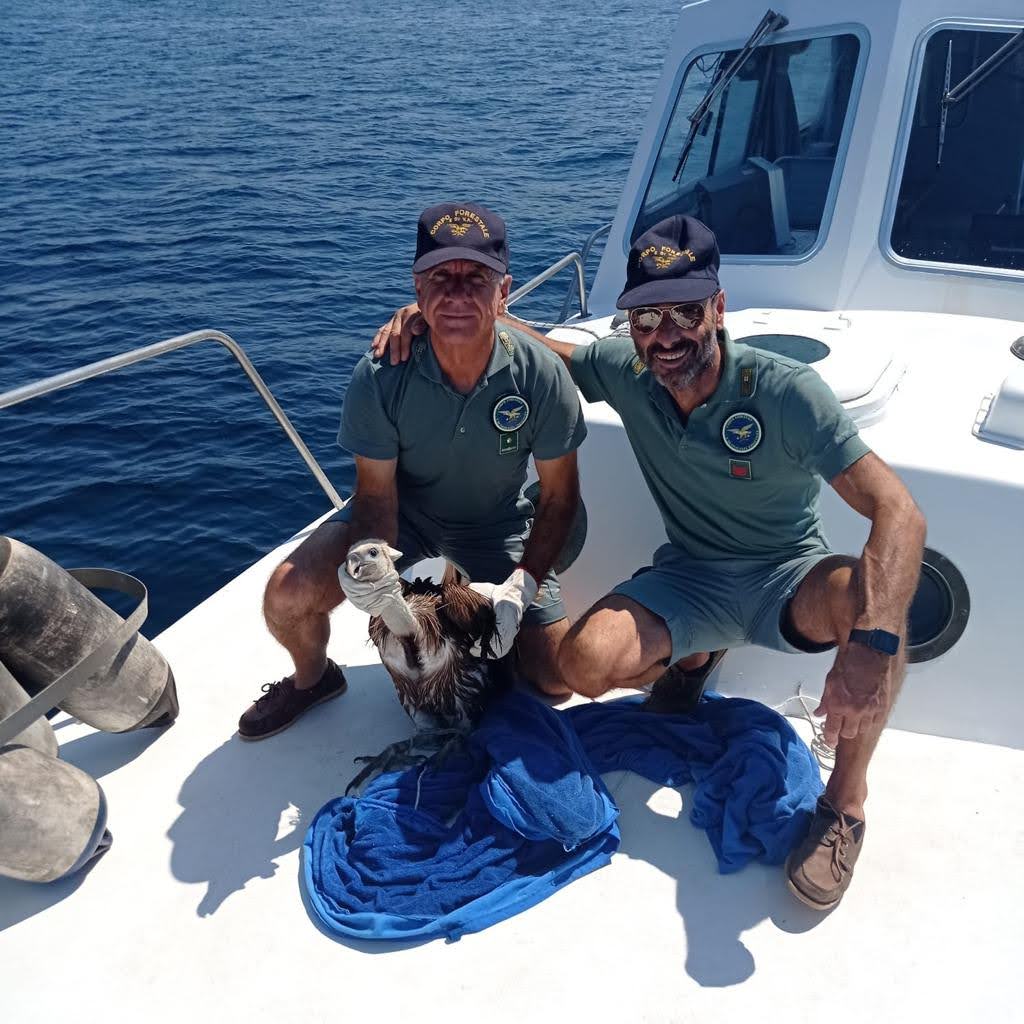 Sardegna, la Forestale salva un giovane grifone caduto in mare