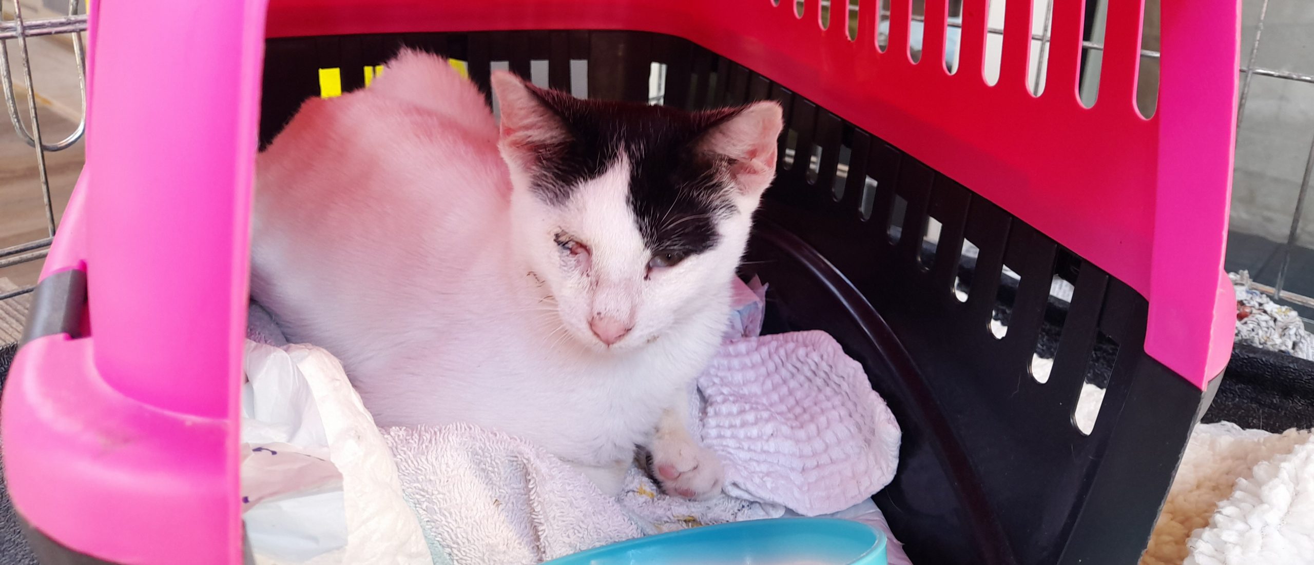 Radio Zampetta Sarda, l’ipovedente Fufy cerca casa