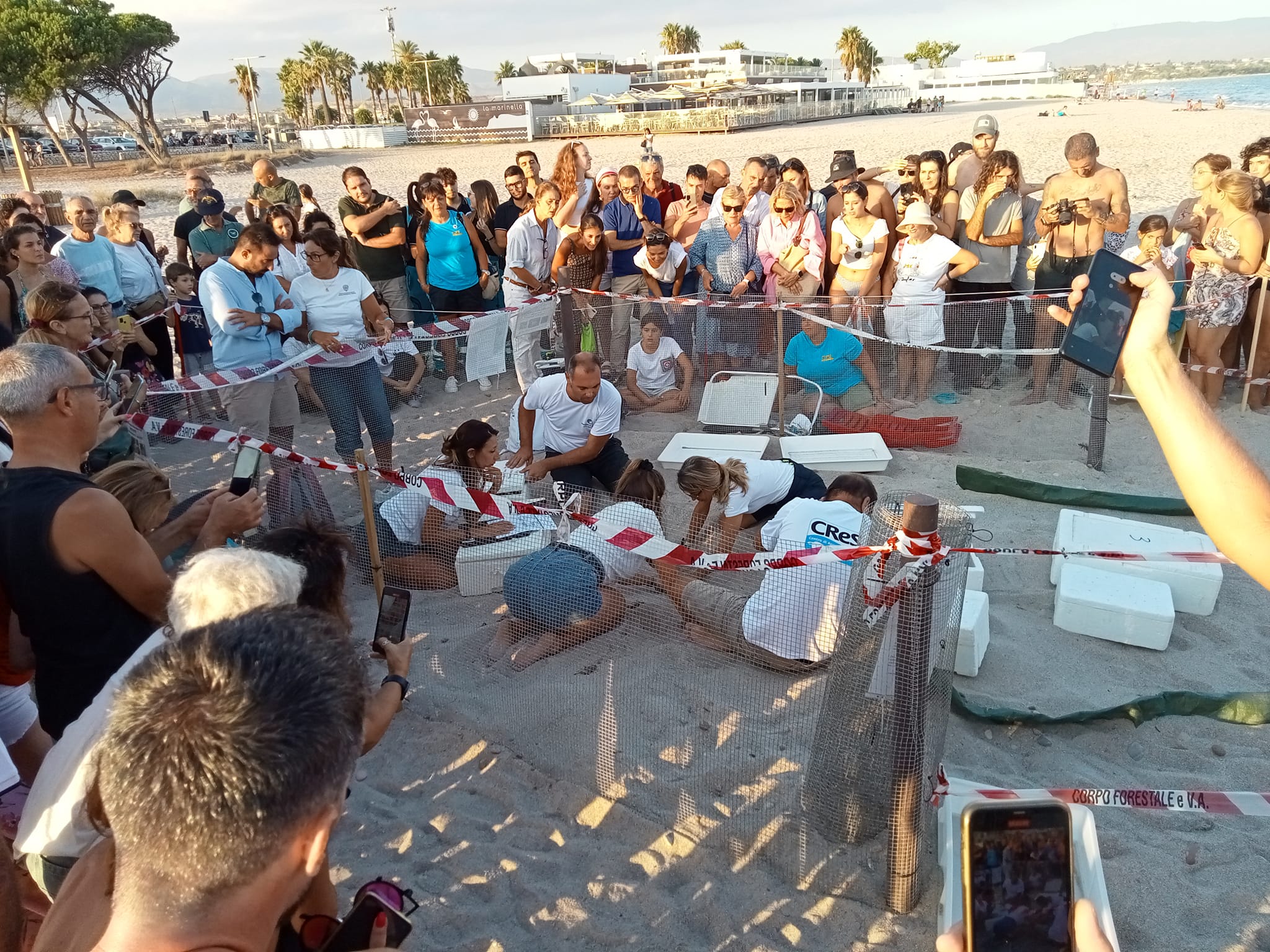 Meraviglia al Poetto di Quartu, decine di uova di Caretta Caretta: prime tartarughine in mare