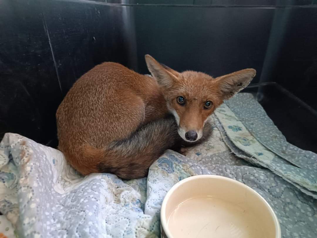 Morta la volpina del cuore della Sardegna: “Non ce l’ha fatta, addio piccola”