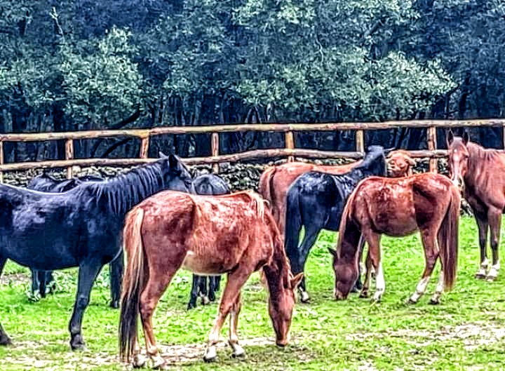 Laconi, i puledri del Sarcidano come compagni di giochi