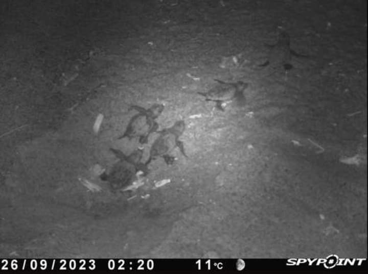 Arbus, lieto evento a Porto Palma: le uova delle tartarughe si sono schiuse