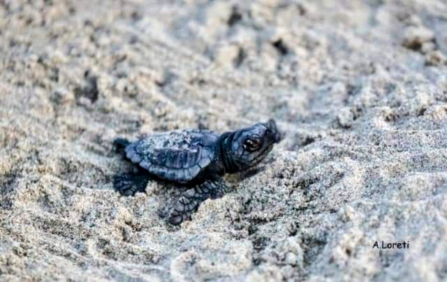 Lieto evento a Carloforte, nati 85 tartarughini