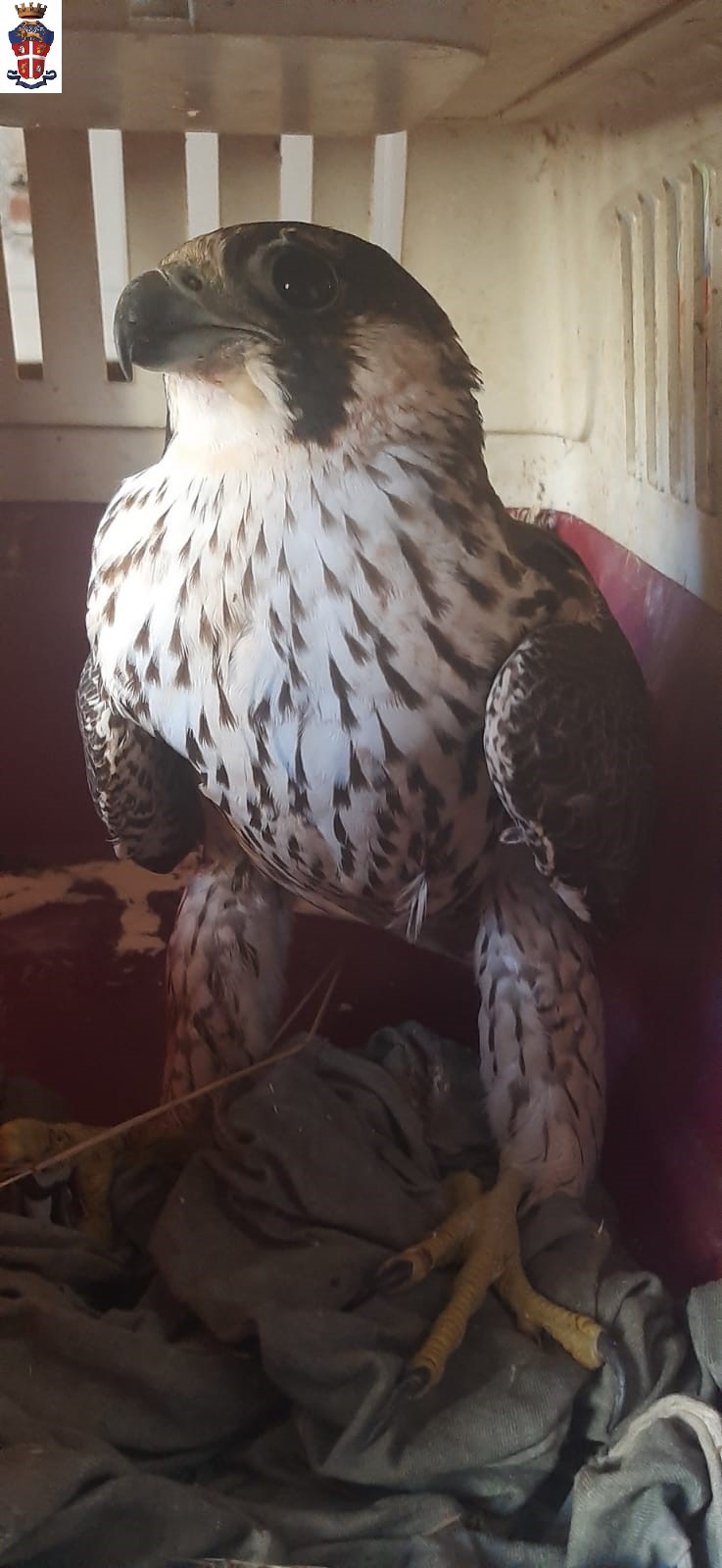 Porto Torres, salvata una femmina di falco pellegrino dai balordi che l’hanno impallinata