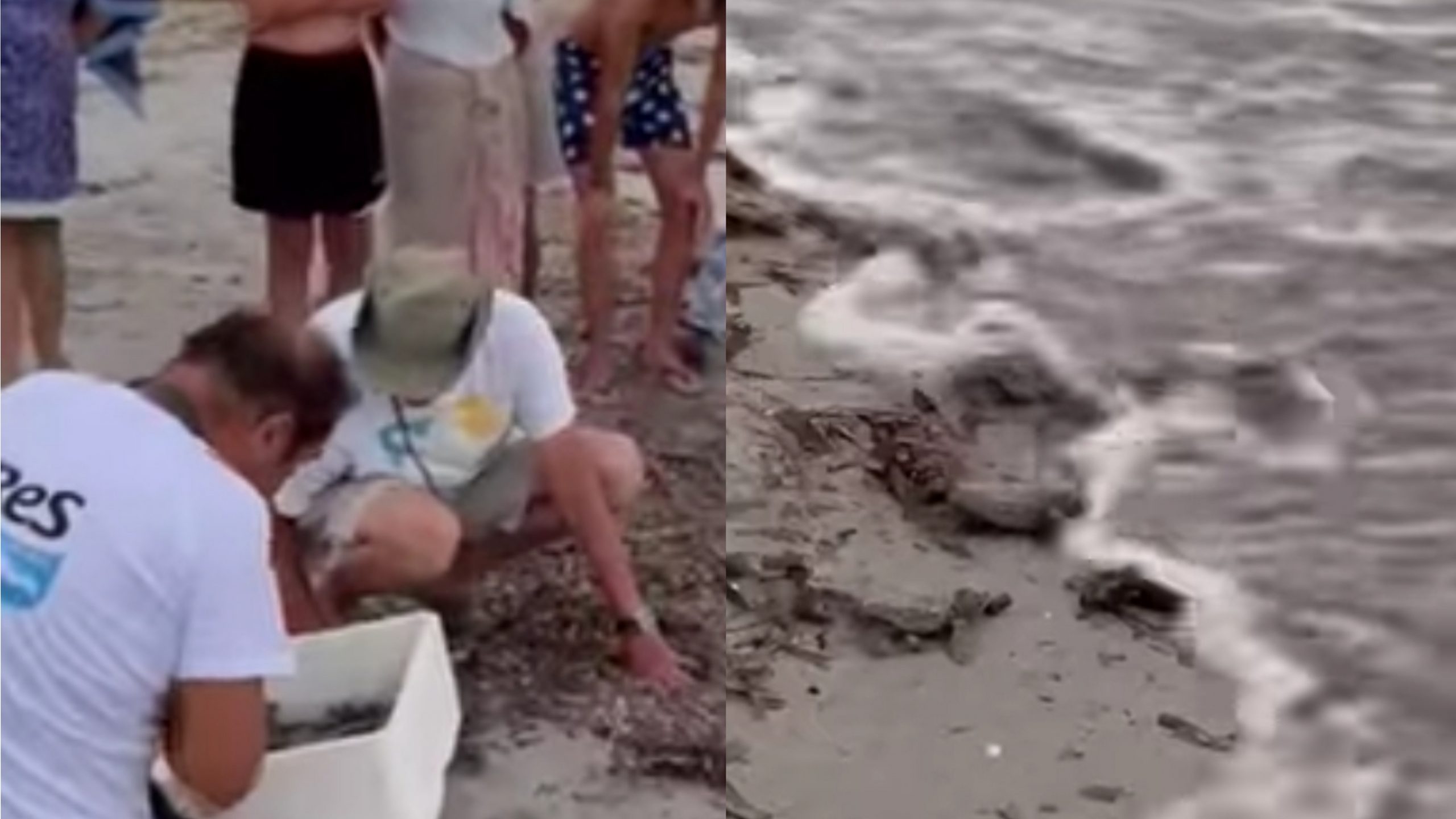 Carloforte, nate le piccole tartarughe: un altro nido di Caretta caretta si è schiuso