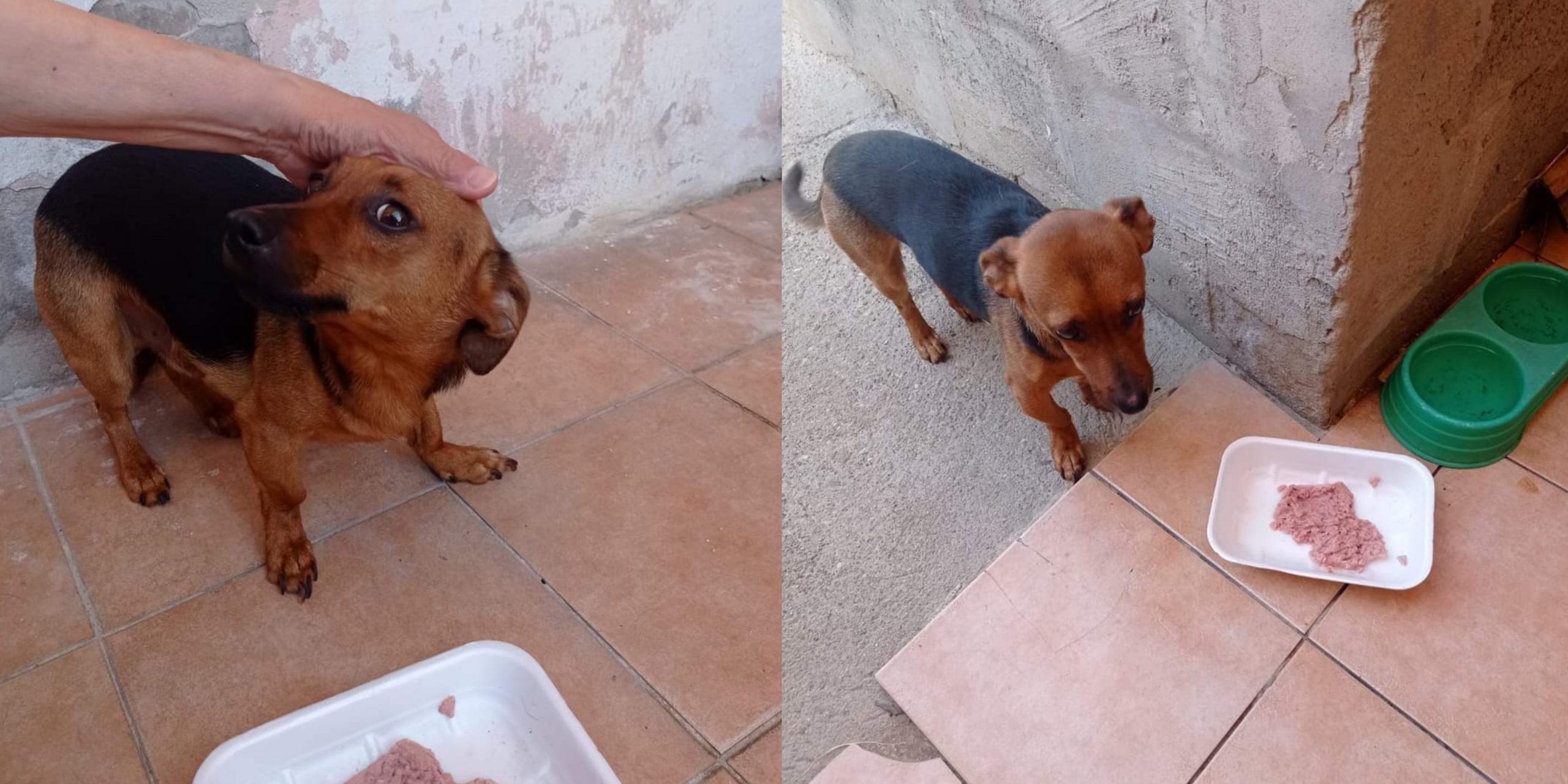 Pabillonis, la padrona è morta: Lillo cerca casa