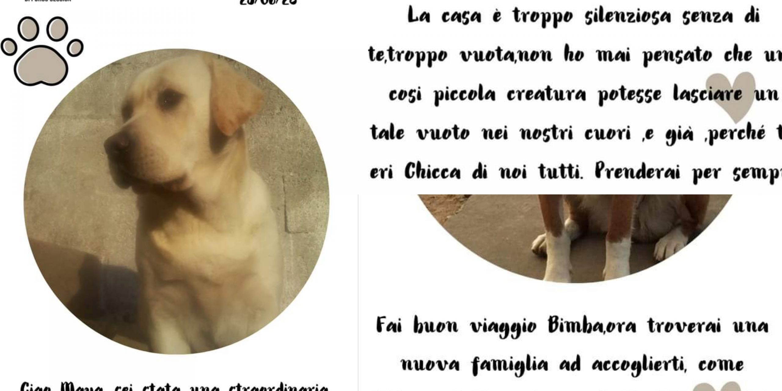 A Pabillonis un forno crematorio per animali? “Idea positiva”