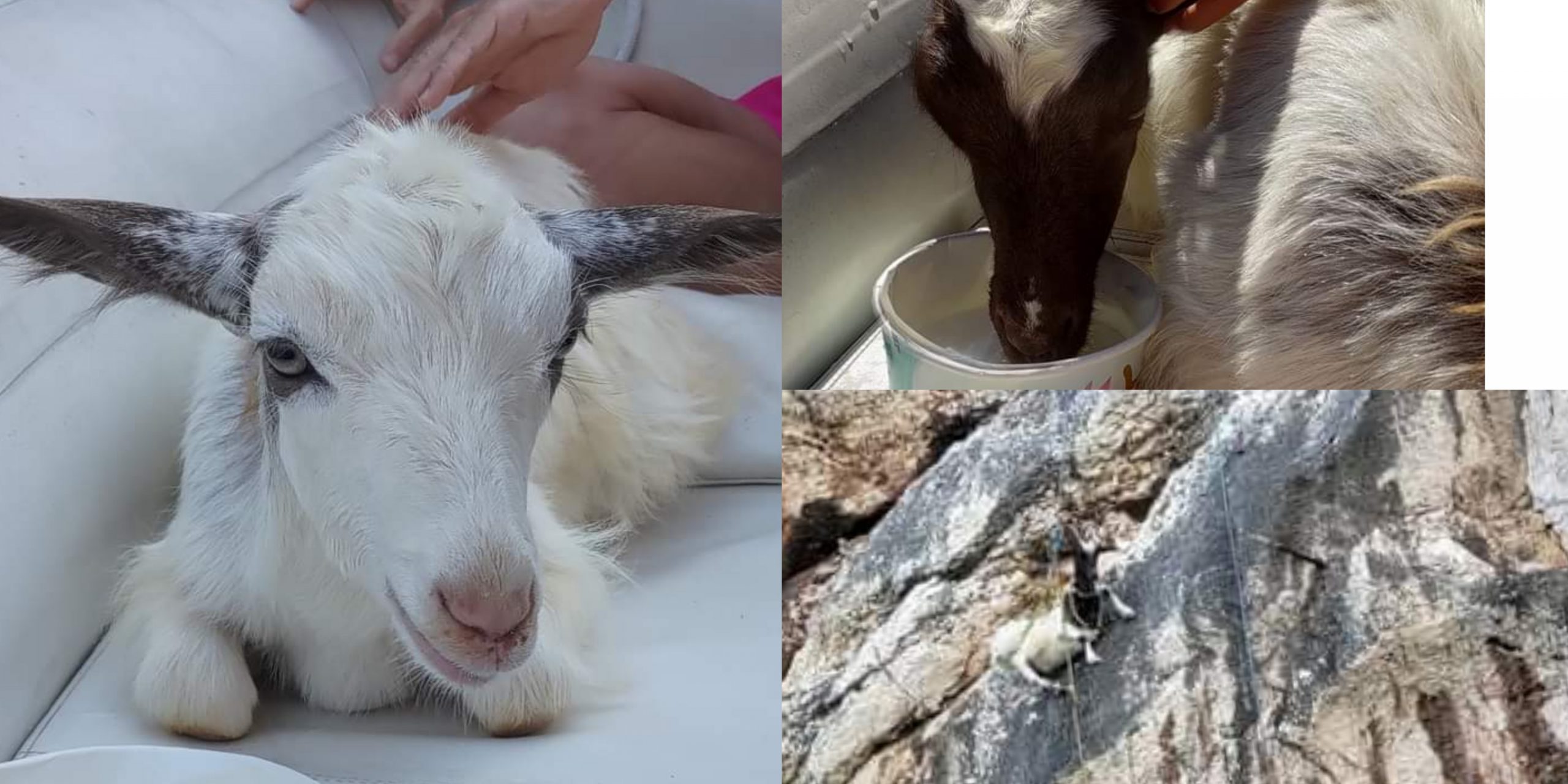 Salvataggio spettacolare a Baunei di due caprette bloccate tra le rocce da 10 giorni