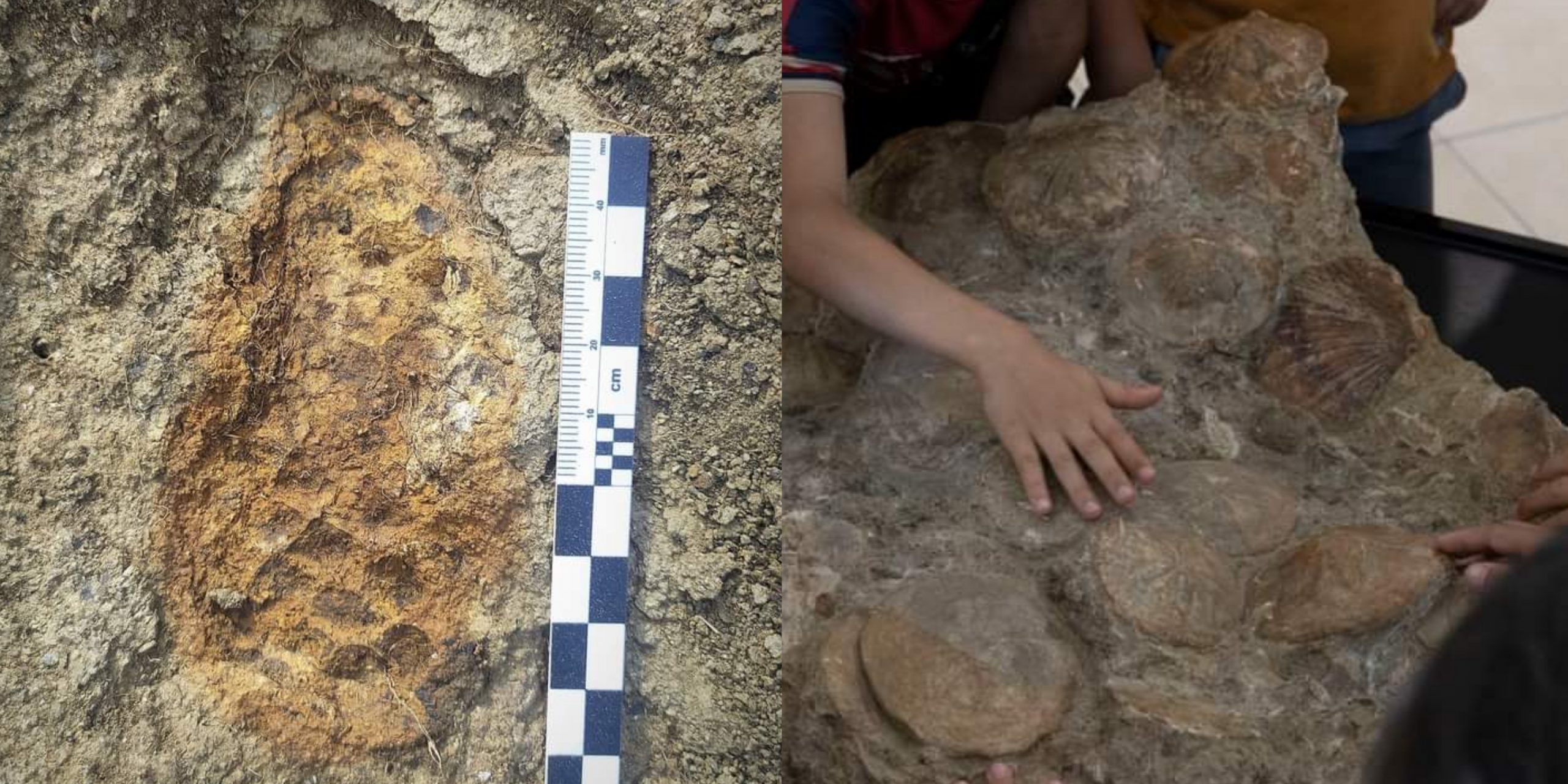 Genoni, l’impronta di una pigna fossilizzata riemerge dal terreno