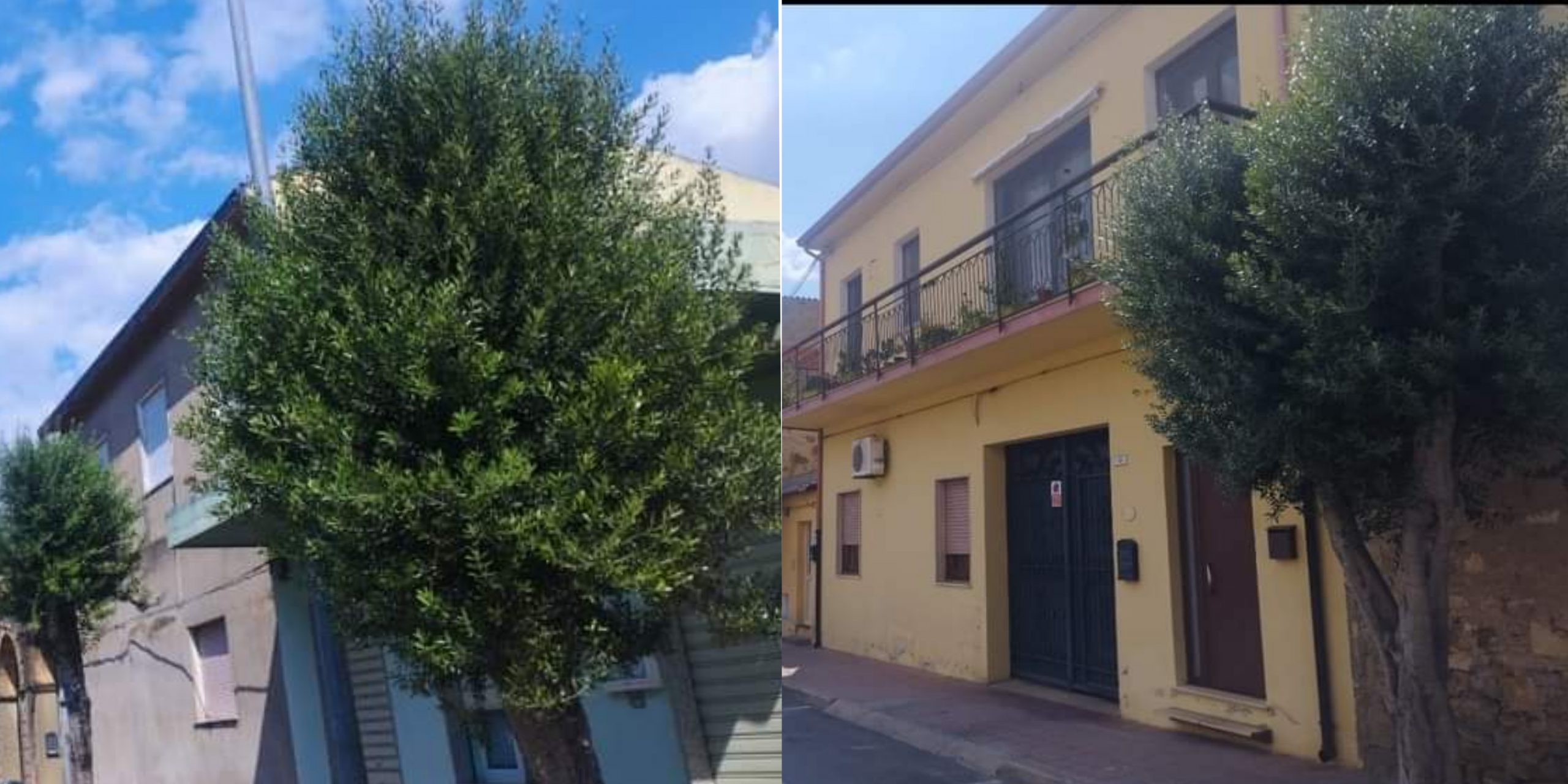 Sanluri, ulivi nuovamente verdi e con una folta chioma: il taglio è solo un ricordo