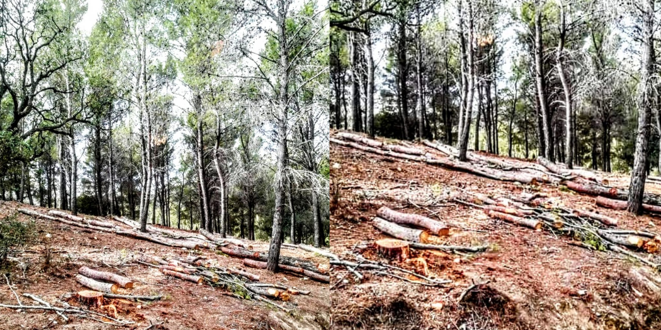 “Il taglio degli alberi nella pineta montana a Capoterra? Va immediatamente fermato”