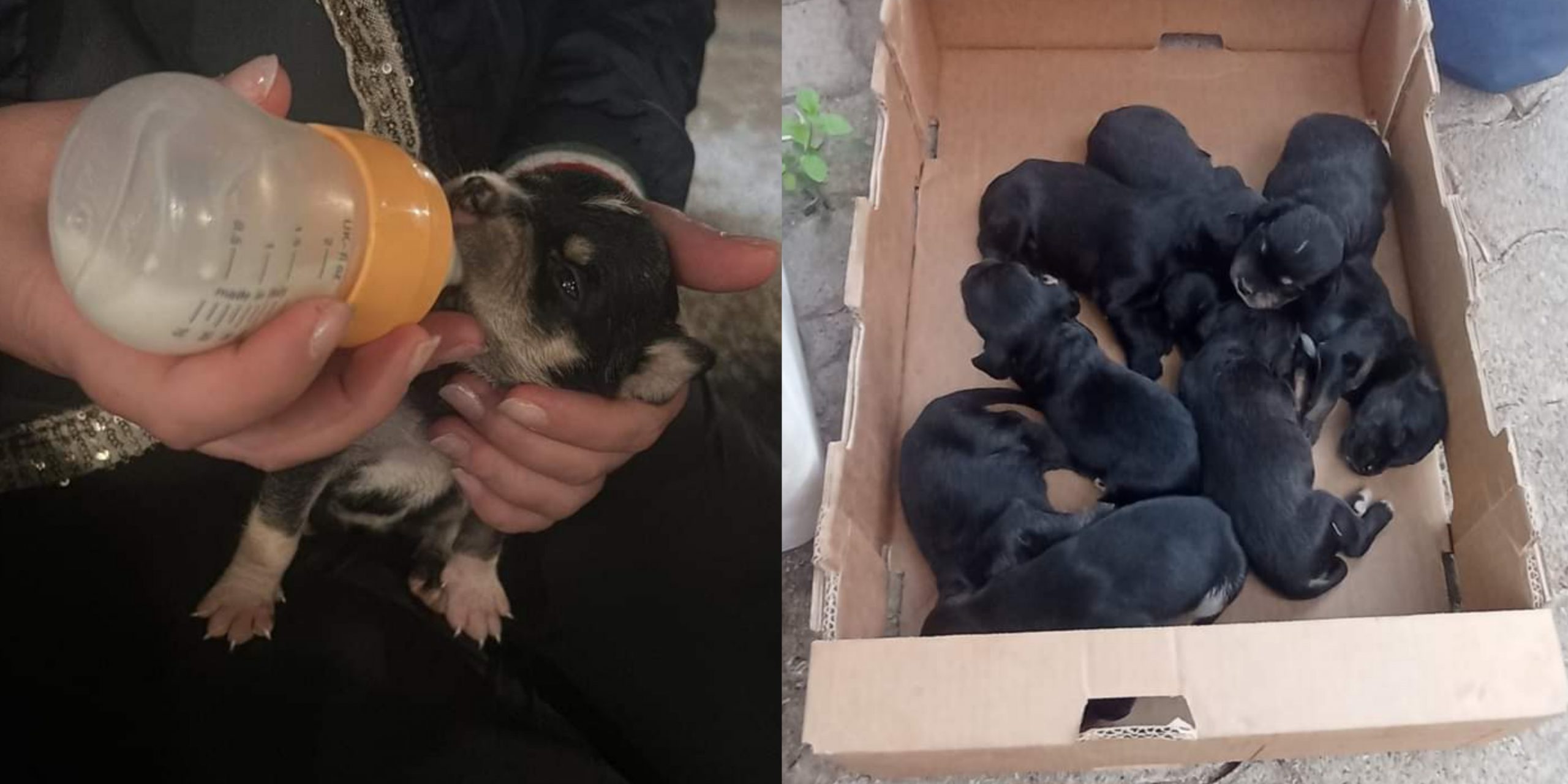 Otto cuccioli abbandonati dentro una scatola a Capoterra