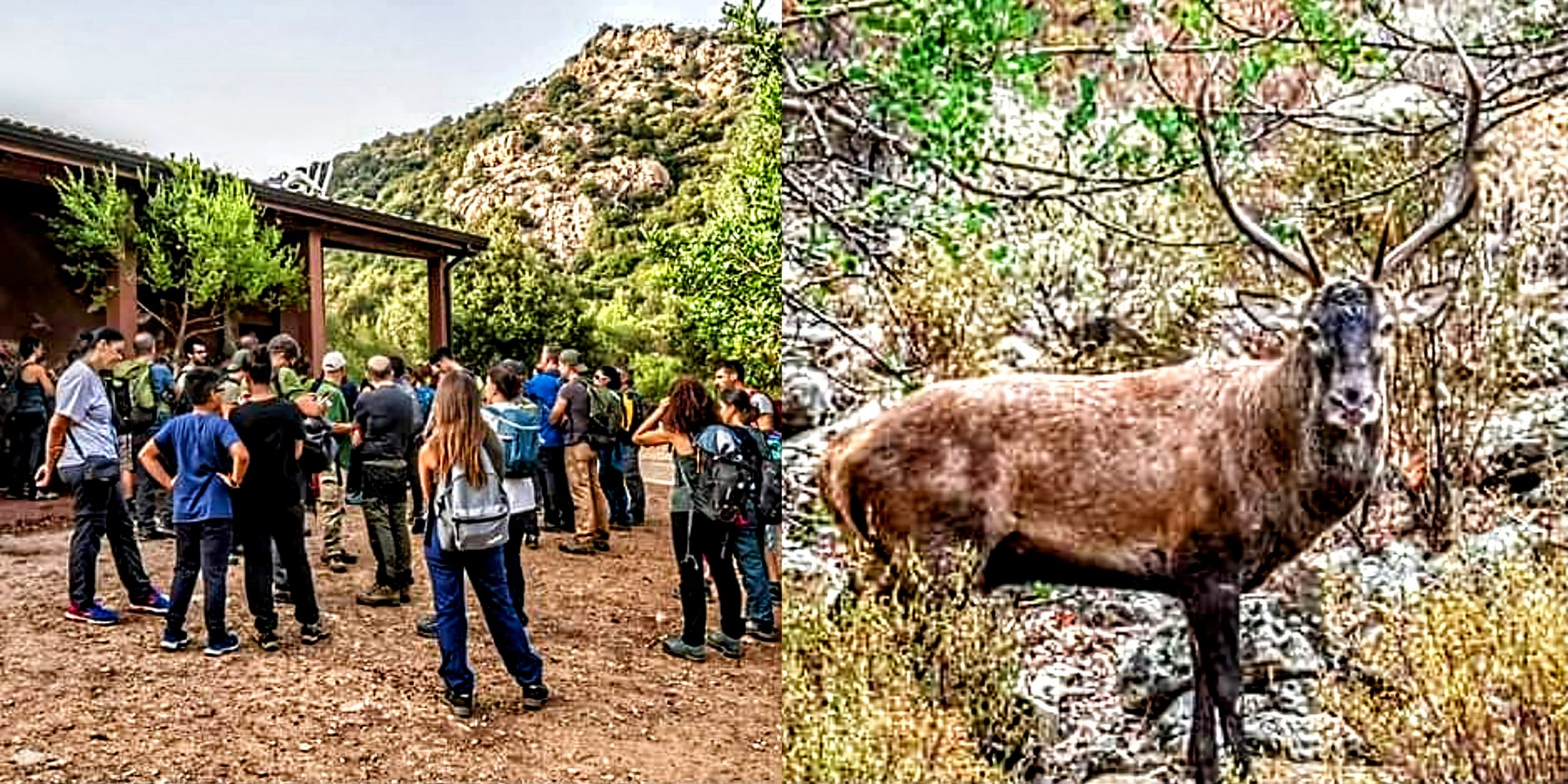 Riserva WWF di Monte Arcosu, numeri importanti per il censimento del cervo sardo