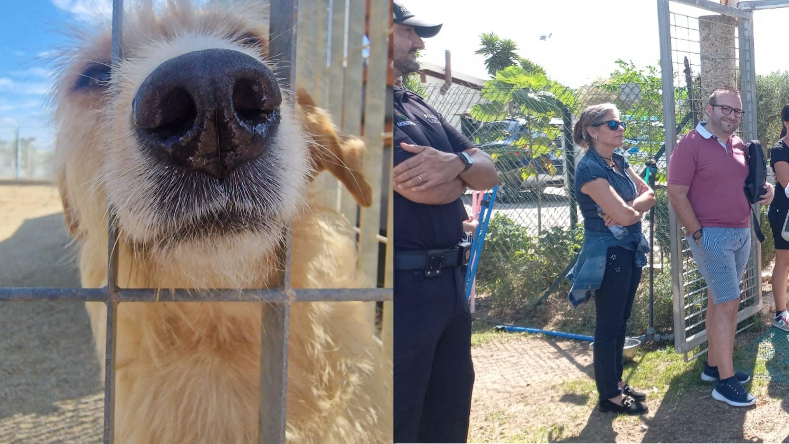 Monserrato animal friendly: a scuola la lezione di amore per gli animali