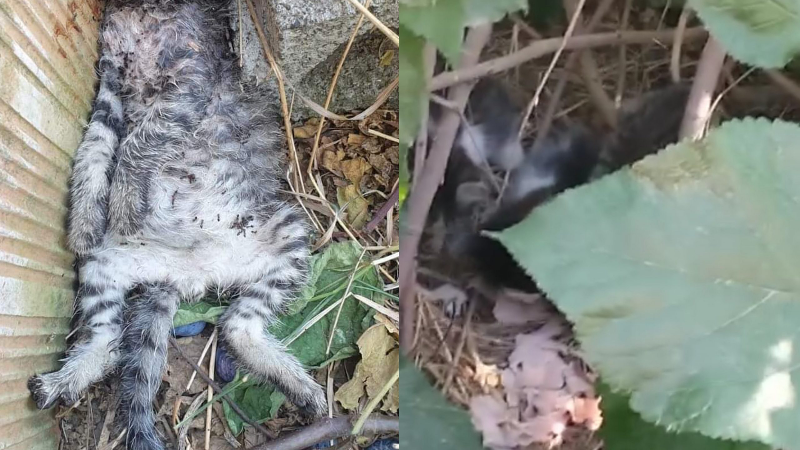 Colonia di gattini in pericolo, allarme a Pula: “Un mese fa micetti massacrati a bastonate”