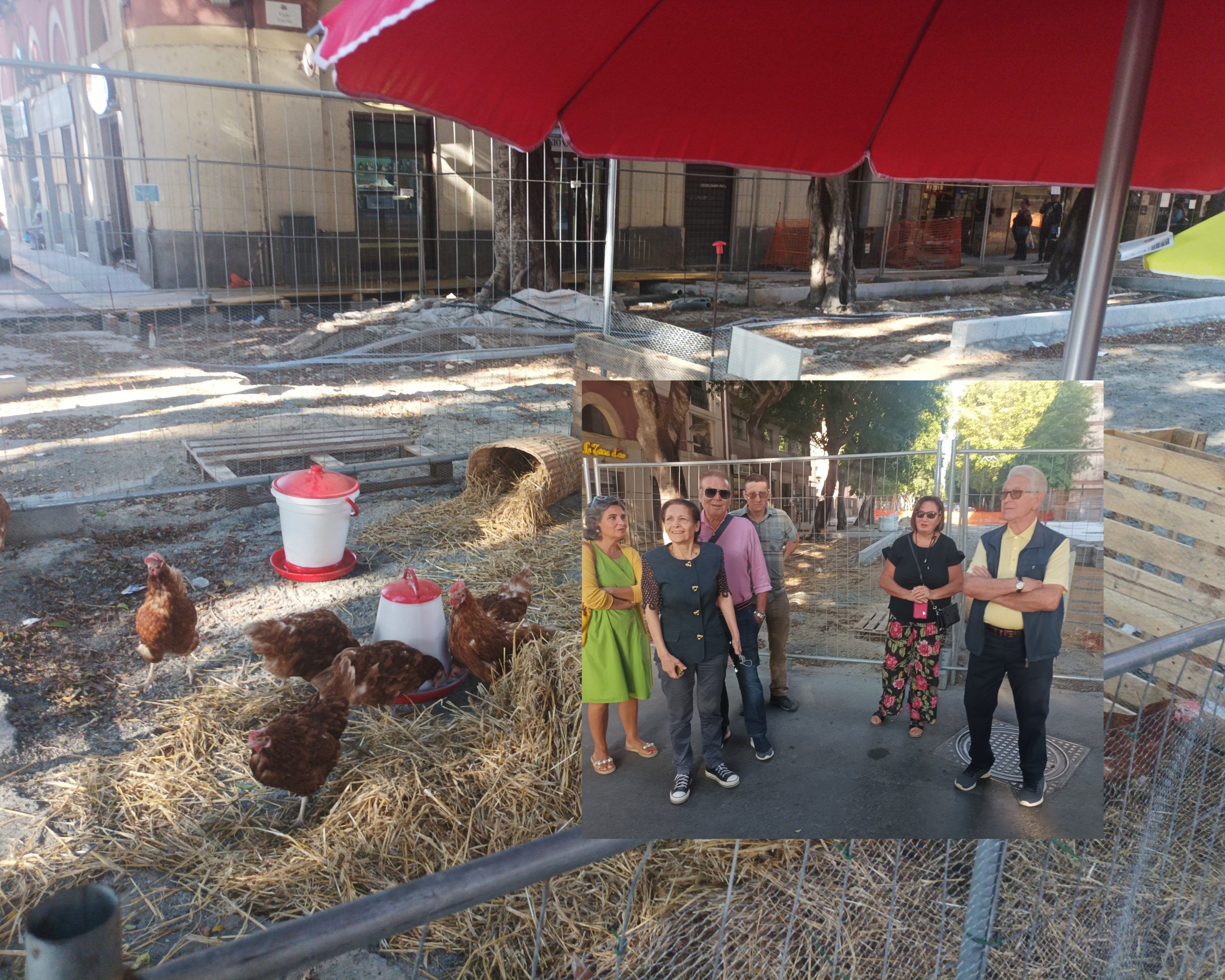 Cagliari, nel viale Trieste stravolto dai lavori ecco le galline: “Dedicate ai politici che starnazzano e non fanno niente”