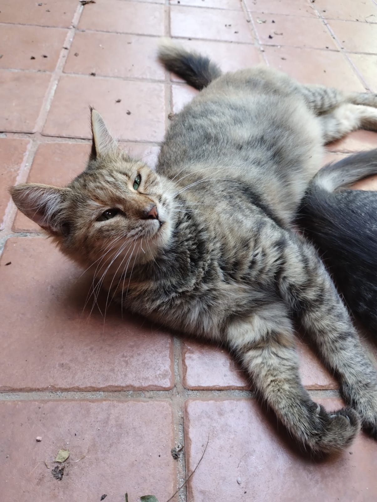 Flumini, gattina scheletrica incinta bisognosa di cibo cerca una famiglia