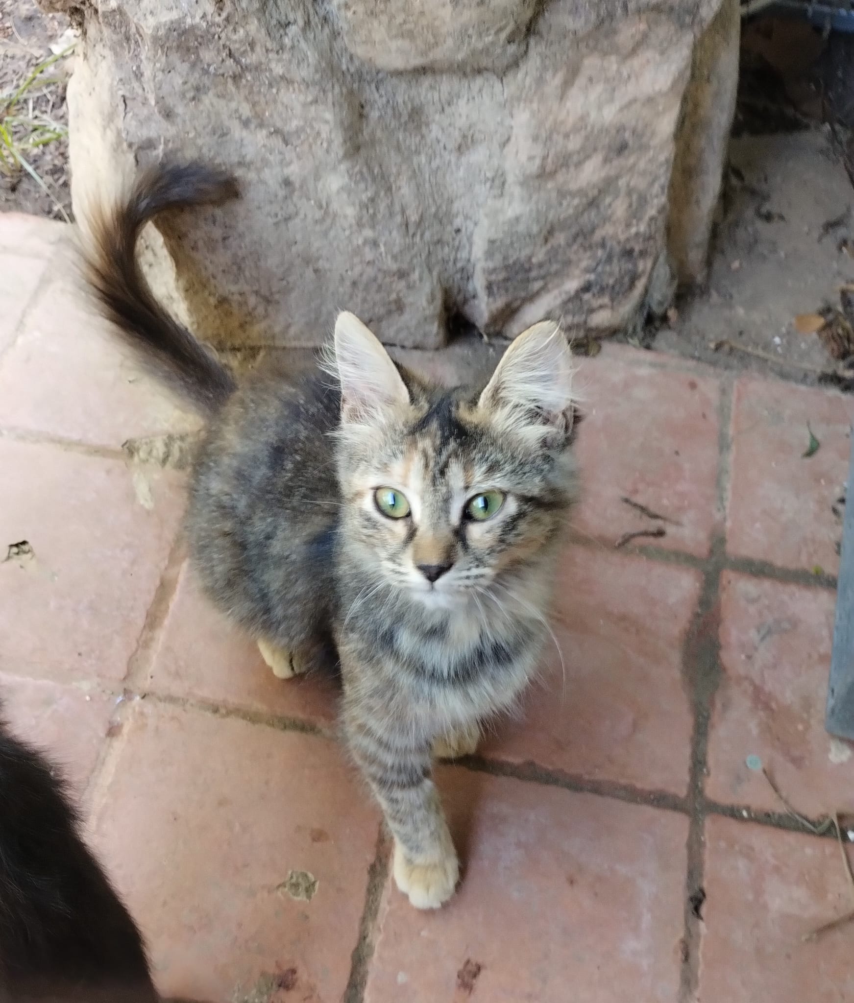 Radio Zampetta Sarda: a Flumini gattini alla fame, micina di 3 mesi cerca casetta