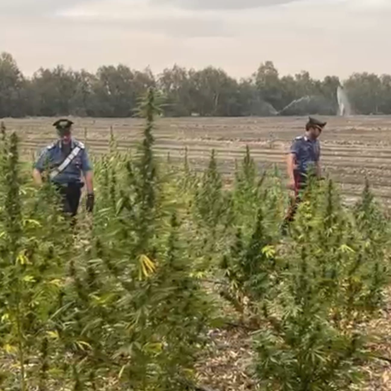 Scoperta una piantagione di oltre un ettaro di marijuana ad Arborea: arrestato uno studente 18enne