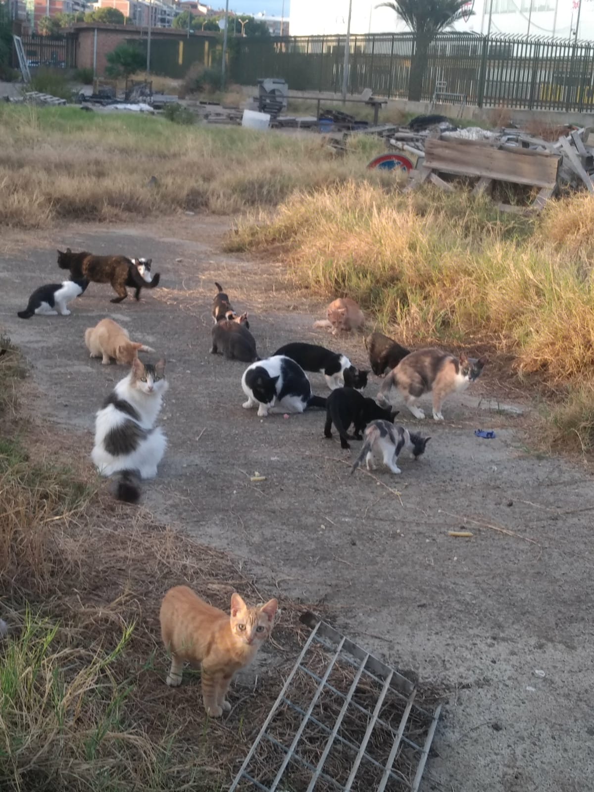 Una raccolta fondi per terminare la sterilizzazione dei gatti dello stadio Sant’Elia