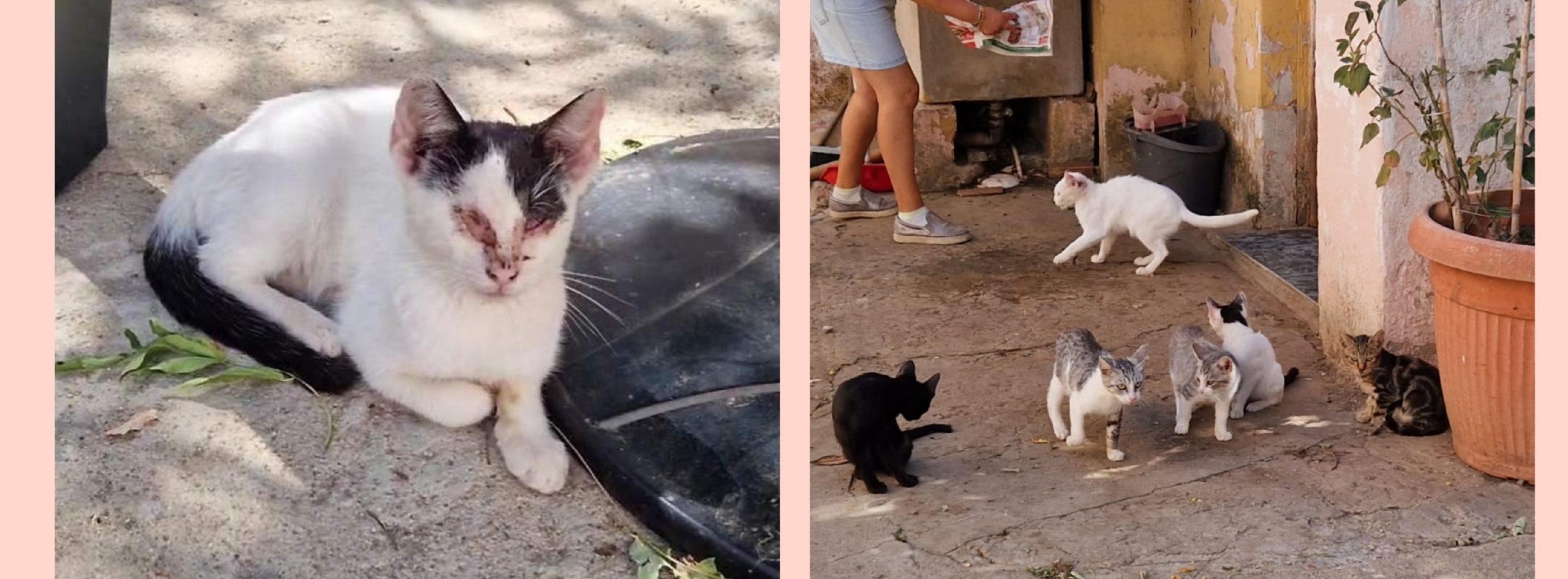 Gatti malati e affamati a Selargius, aperta una raccolta fondi