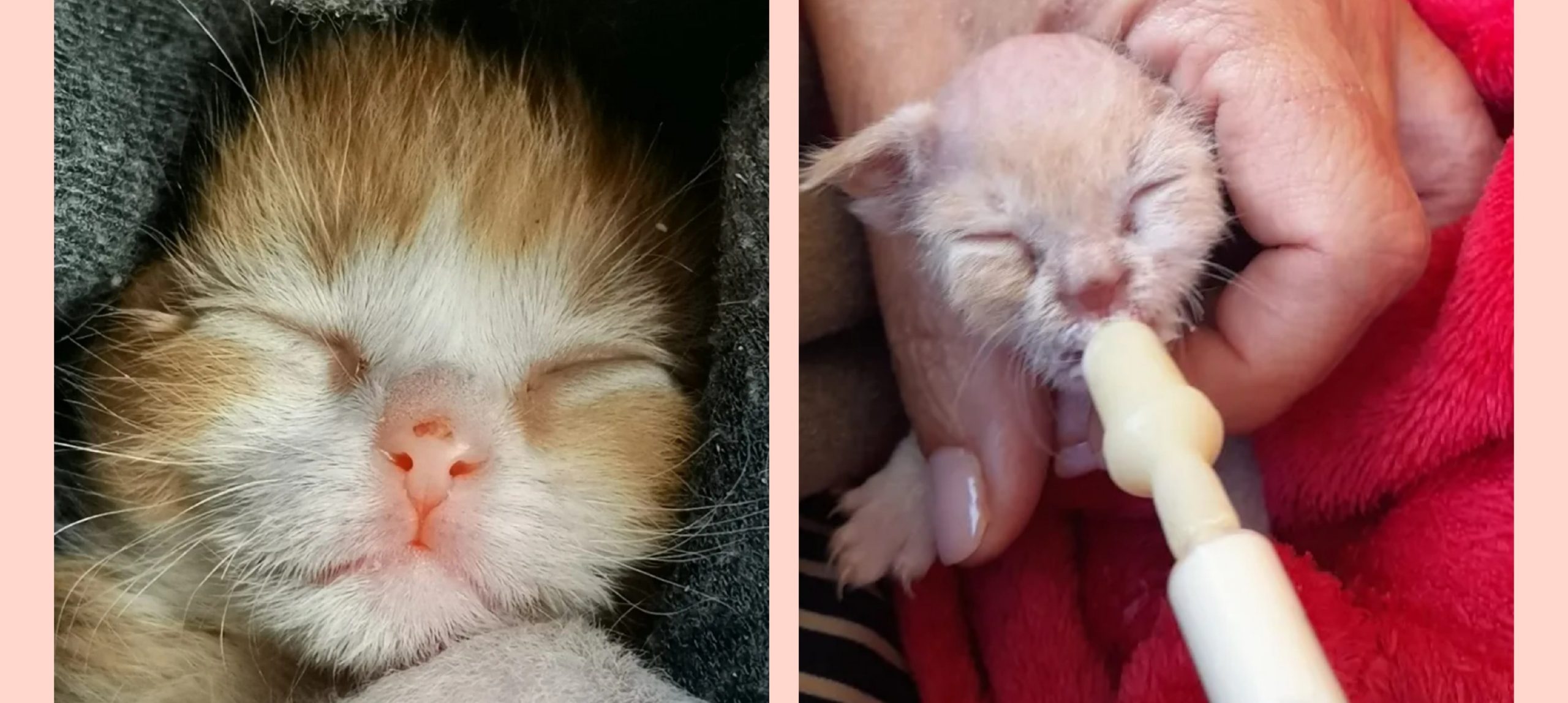 Sos a Radio Zampetta Sarda: cercasi balia per due micini di 14 giorni