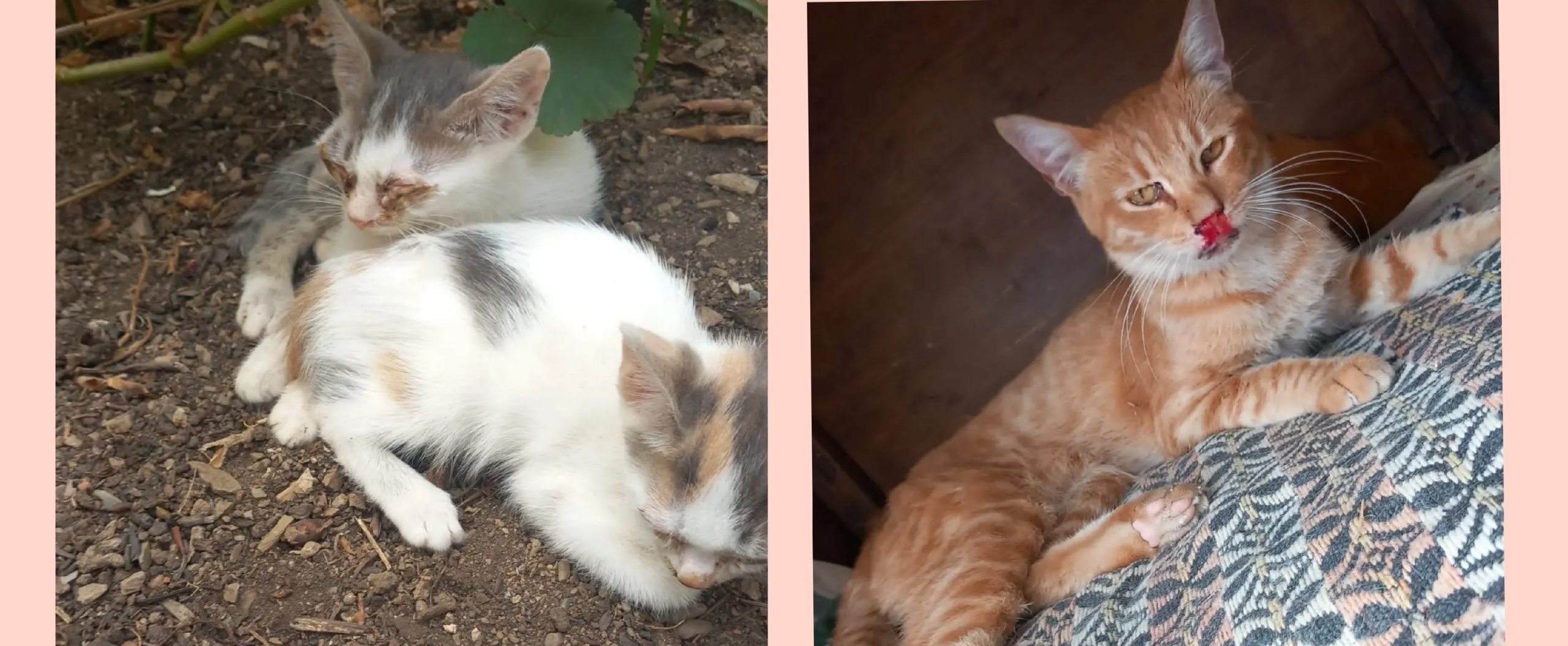 Orrore a Nebida, avvelenati 20 gatti di una colonia