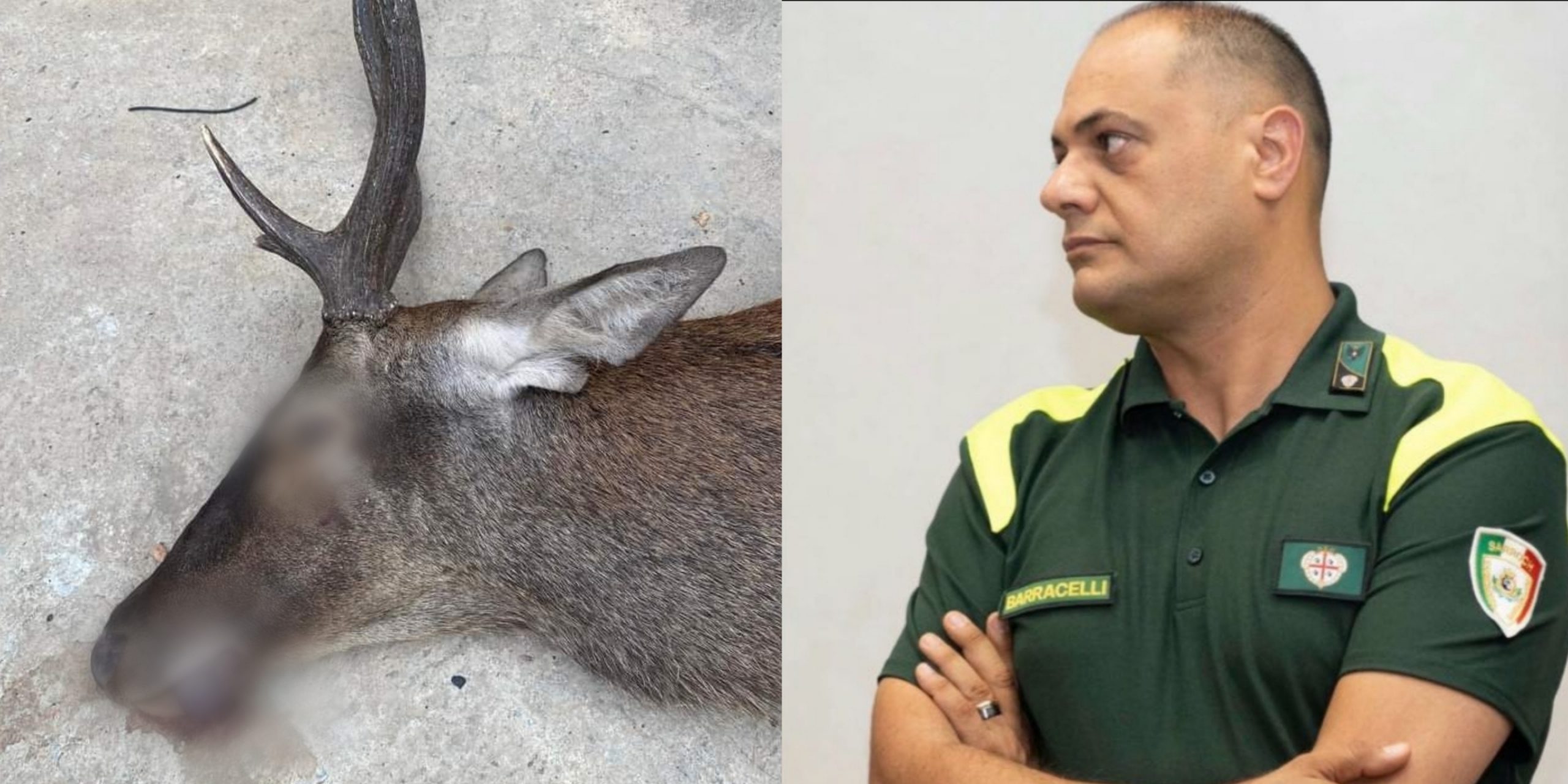 Sarroch, 3 incidenti stradali in tre giorni causati dal passaggio improvviso di cervi e cinghiali