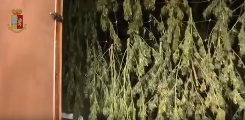 Scoperta una piantagione di marijuana a Gonnesa: sequestrati 1300 piante e 40 sacchi di infiorescenze, un arresto
