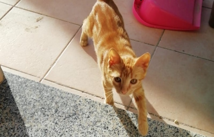 Padrone in casa di riposo, il micio Red finisce in strada a Cagliari: sos per adottarlo