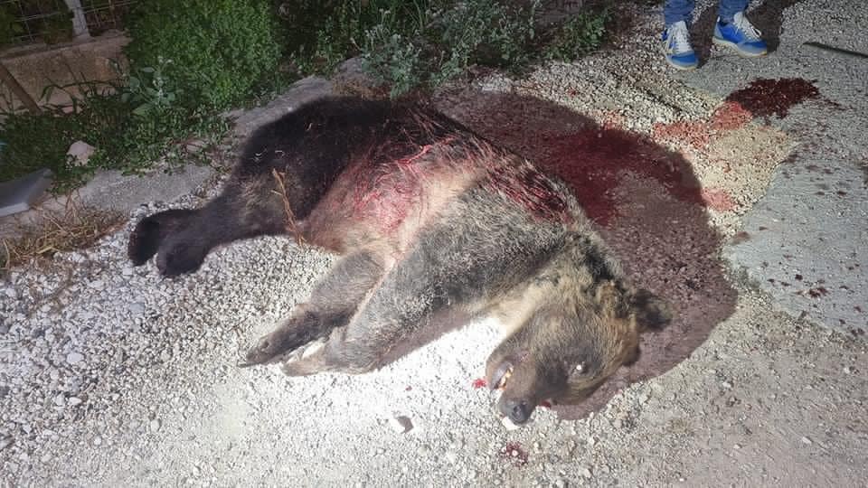 Era la star del parco nazionale d’Abruzzo: l’orsa Amarena uccisa a fucilate da un bracconiere