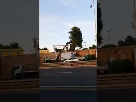 Cagliari, ancora giù gli alberi: tranciato uno dei pini storici dell’Amsicora dove salivano i tifosi