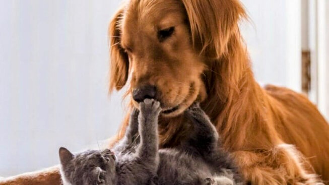 Monserrato, amministrazione comunale sempre più attenta al benessere animale