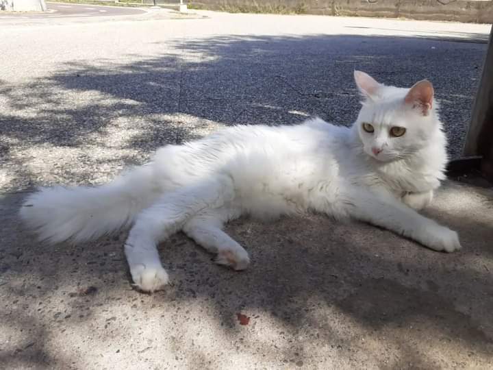 Sos per una gattina abbandonata a Cagliari: “Piange tutto il giorno”