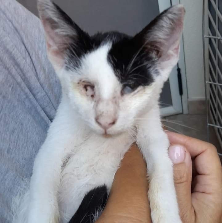 Selargius, adozione del cuore per il gattino Fufy: “È tanto dolce e coccolone”