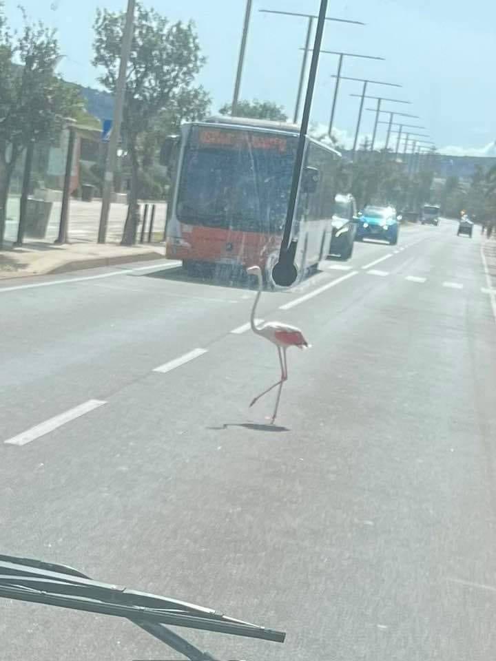 La foto spettacolare al Poetto: il fenicottero attraversa la strada davanti all’autobus