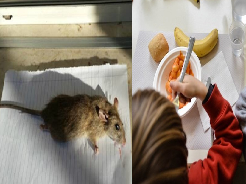 Mense scolastiche nel caos a Cagliari e Quartu tra topi e personale che non c’è