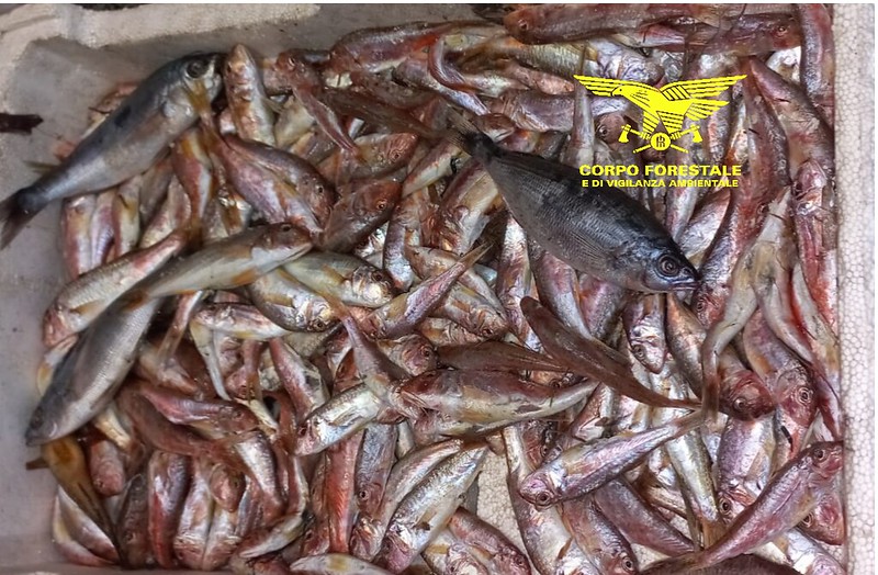 Blitz della Forestale in un noto ristorante di Cagliari, maxi multa e sequestro di 25 kg di pesce