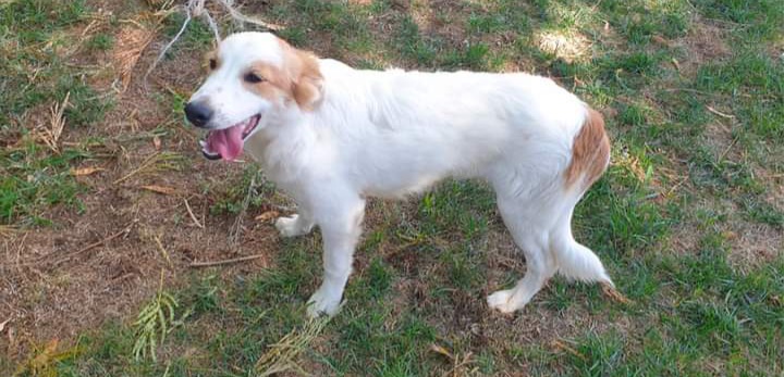 “Adotta un cane dal canile di Cagliari”: ecco a voi il cucciolo Nettuno