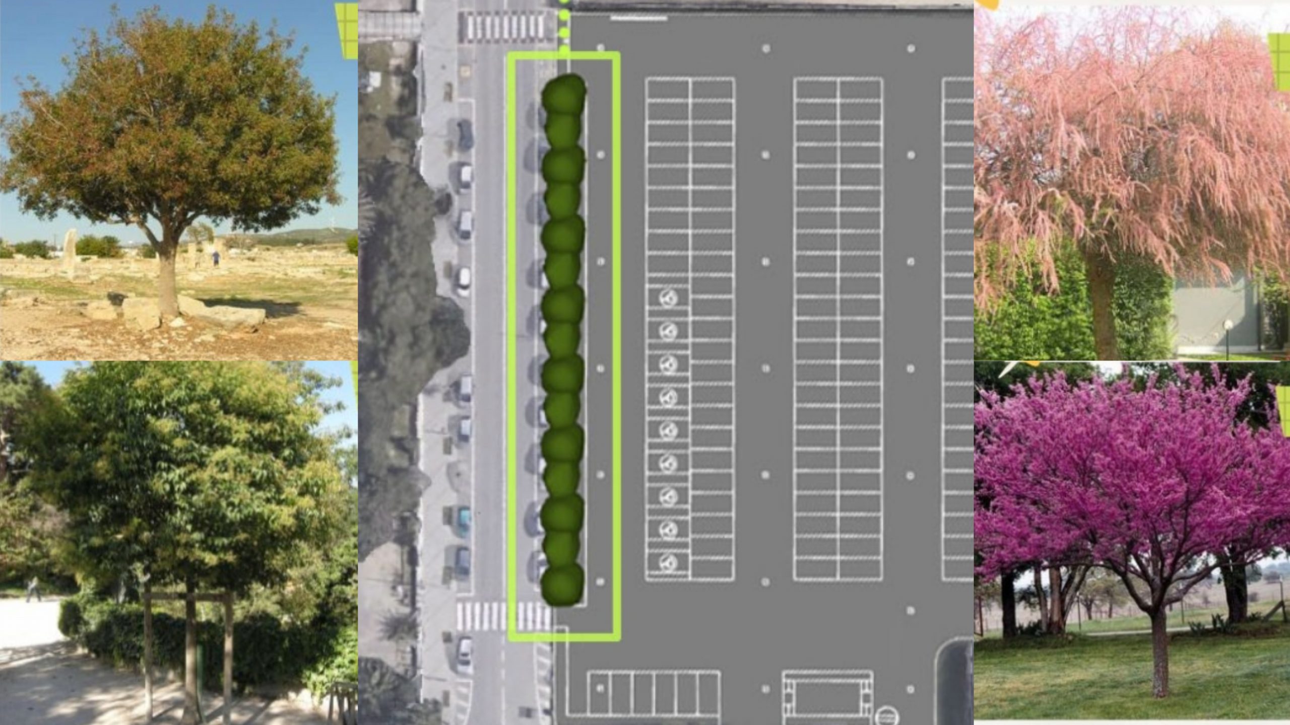 Sestu, il nuovo viale alberato verrà scelto dai cittadini
